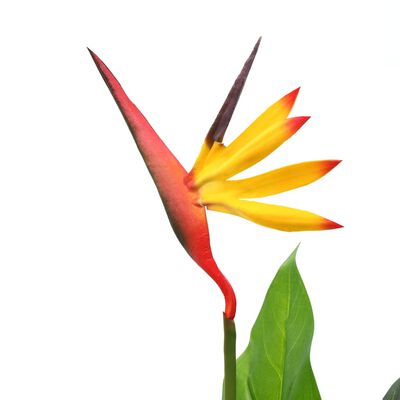 vidaXL Pianta Artificiale Strelitzia Regina Uccello del Paradiso 66 cm